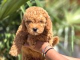 Toy Poodle Yavruları  Oyuncu Zeki Ve Aile Dostu
