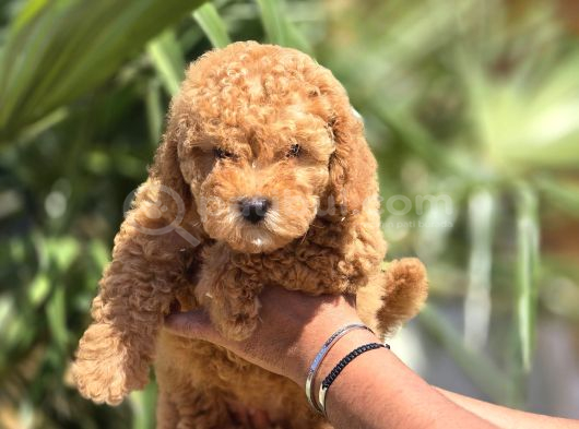 Toy Poodle Yavruları  Oyuncu Zeki Ve Aile Dostu görsel