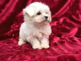 Irk Standartlarına Uygun Kaliteli Maltese Terrier