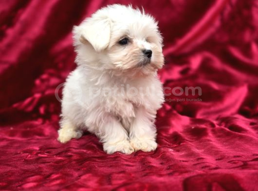 Irk Standartlarına Uygun Kaliteli Maltese Terrier görsel