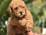 Toy Poodle Yavruları  Oyuncu Zeki Ve Aile Dostu
