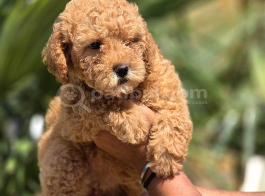 Toy Poodle Yavruları  Oyuncu Zeki Ve Aile Dostu görsel