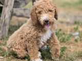 Safkan Standart Poodle Yavrular