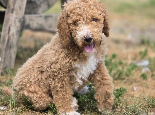Safkan Standart Poodle Yavrular görsel