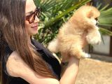 Teddy Bear Pomeranian