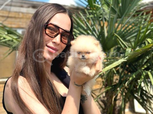 Sağlıklı Ve Safkan Pomeranian Yavrular görsel