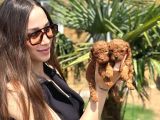 Göz Alıcı Güzellikte Toy Poodle Yavrular