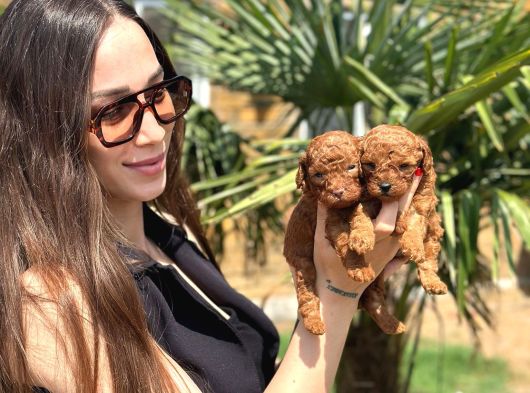 Göz Alıcı Güzellikte Toy Poodle Yavrular