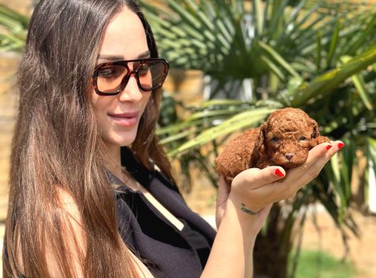 Göz Alıcı Güzellikte Toy Poodle Yavrular görsel