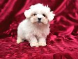 Irk Standartlarına Uygun Kaliteli Maltese Terrier