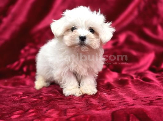 Irk Standartlarına Uygun Kaliteli Maltese Terrier görsel
