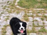 Kaliteli Kan Hattından Border Collie Yavrular
