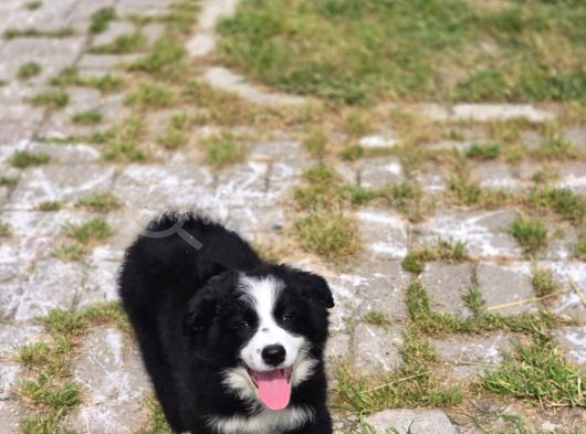 Kaliteli Kan Hattından Border Collie Yavrular görsel