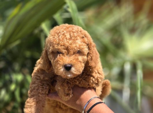 Toy Poodle Yavruları  Oyuncu Zeki Ve Aile Dostu görsel