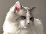 Safkan Ragdoll Blue Bi Color 5 Adet Yavru Yeni̇ Yuvaya Hazir