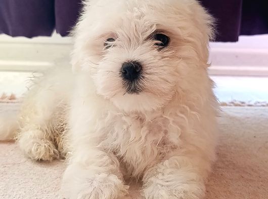 Safkan Efsoo Malti̇poo Yavrulari görsel