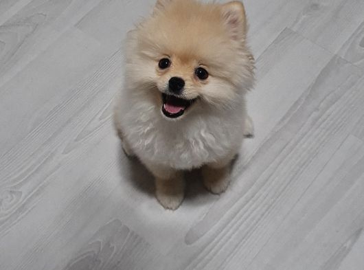 Eğitimli Dişi Teddy Bear görsel