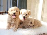 Safkan Efsoo Malti̇poo Yavrulari