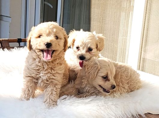 Safkan Efsoo Malti̇poo Yavrulari