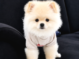 Eğitimli Dişi Teddy Bear