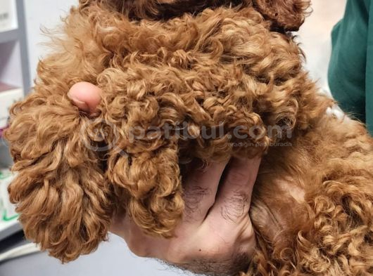 Anne Altından Kore Toy Poodle Bebekler Kocaeli görsel