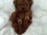 Deni̇zli̇ni̇n En Gözde Poodle Bebekleri̇