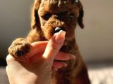 Deni̇zli̇ni̇n En Gözde Poodle Bebekleri̇