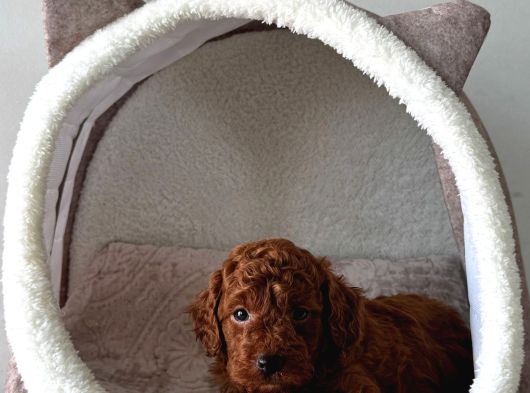 Deni̇zli̇ni̇n En Gözde Poodle Bebekleri̇ görsel