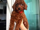 0 Numara Toy Poodle Koyu Erkek