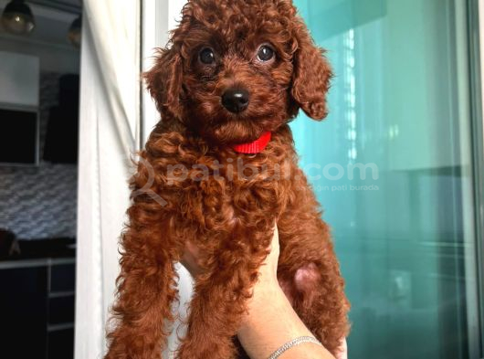 0 Numara Toy Poodle Koyu Erkek görsel