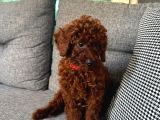 0 Numara Toy Poodle Koyu Erkek