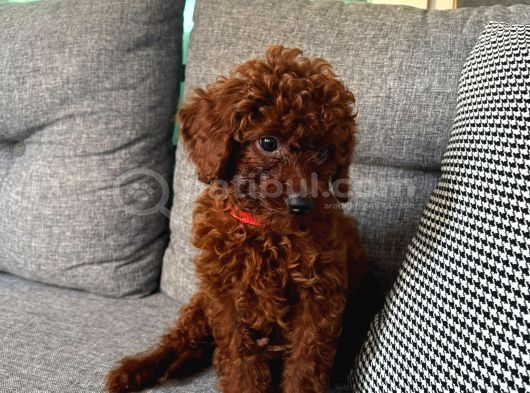 0 Numara Toy Poodle Koyu Erkek