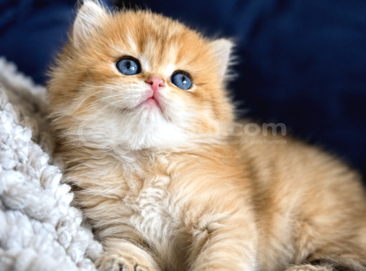 British Shorthair Ve Longhair Golden Yavrular