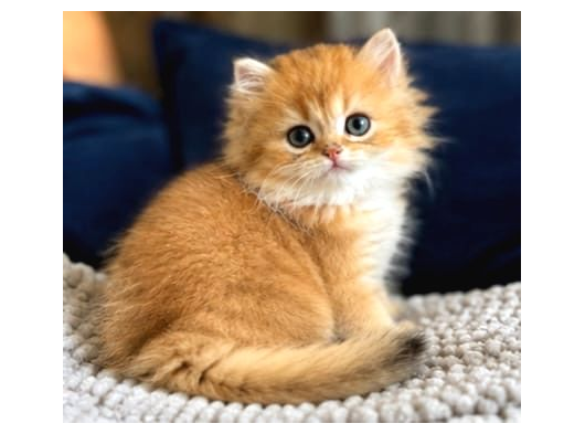 British Shorthair Ve Longhair Golden Yavrular görsel