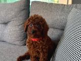 0 Numara Toy Poodle Koyu Erkek