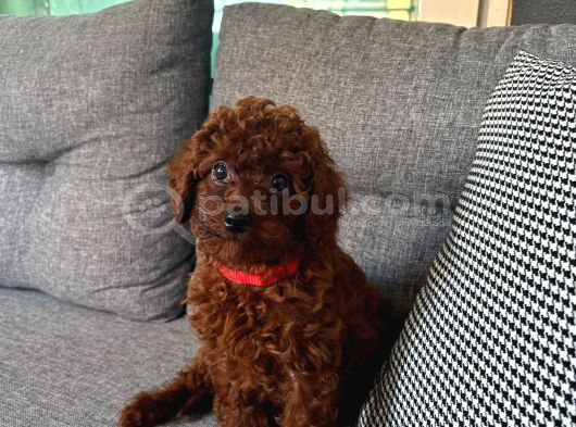 0 Numara Toy Poodle Koyu Erkek görsel