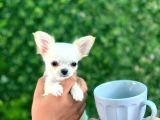 Elma Kafa Teacup Uzun Tüy Karbeyaz Chi̇huahua