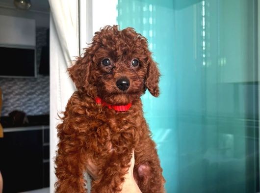 0 Numara Toy Poodle Koyu Erkek görsel
