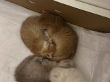 2 Aylık British Longhair Yavrular
