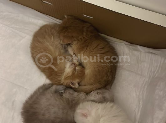 2 Aylık British Longhair Yavrular görsel