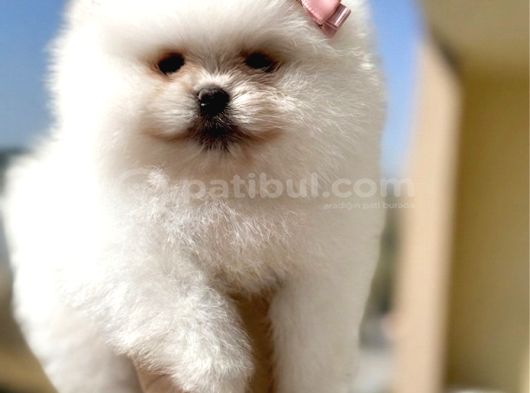 Teacup Kız Ayıcik görsel