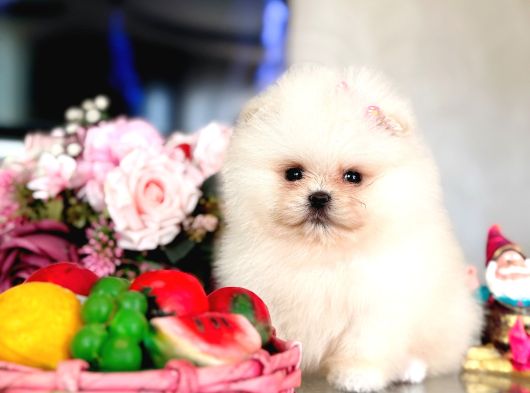 Teacup Kız Ayıcik görsel