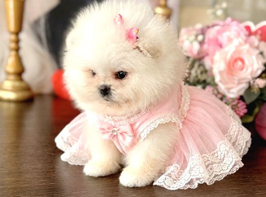 Teacup Kız Ayıcik görsel