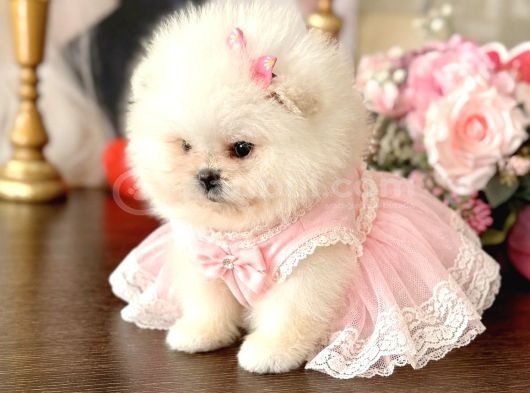 Teacup Kız Ayıcik görsel