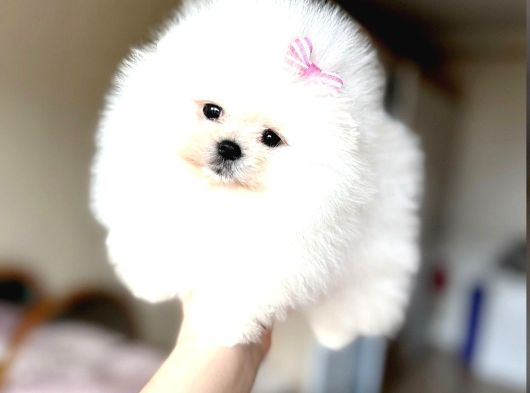 Teacup Kız Ayıcik görsel
