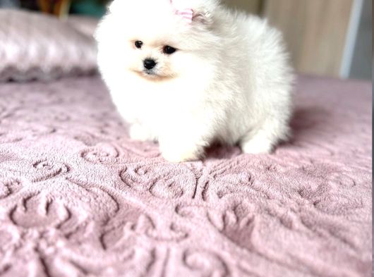 Teacup Kız Ayıcik görsel