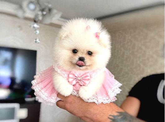 Teacup Kız Ayıcik görsel
