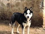 Yavru Husky parazit ve aşıları yapıldı