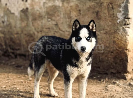 Yavru Husky Parazit Ve Aşıları Yapıldı