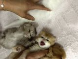 2 Aylık British Longhair Yavrular